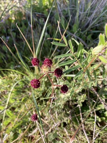 iNaturalist observation photo of Purple Sanicle