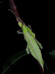 Heteropteryx dilatata