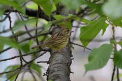 Emberiza personata