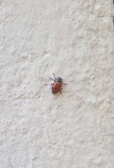 Hippodamia convergens