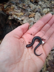 Plethodon hoffmani