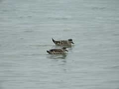 Lophonetta specularioides