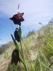 Fritillaria biflora biflora