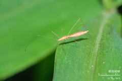 Yemmalysus parallelus