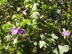 Ipomoea villifera