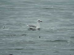 Chroicocephalus maculipennis