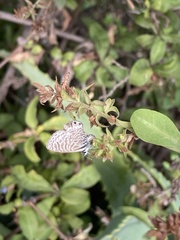 Leptotes trigemmatus