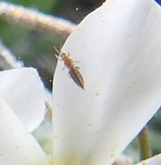 Thrips