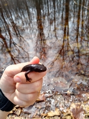 Ambystoma jeffersonianum