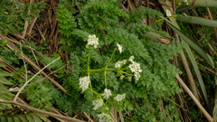 Anisotome lyallii