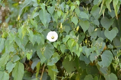 Ipomoea corymbosa
