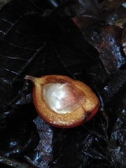 Hevea brasiliensis