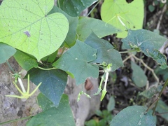 Rytidostylis gracilis