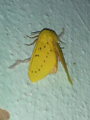 Pseudalus