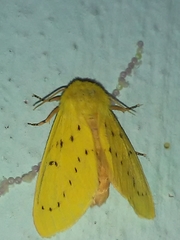Pseudalus