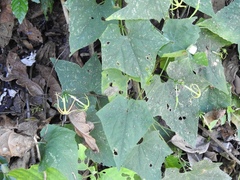 Rytidostylis gracilis