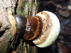 Fomitopsis hemitephra