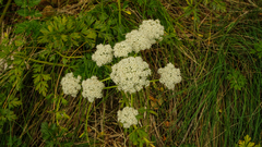 Anisotome lyallii