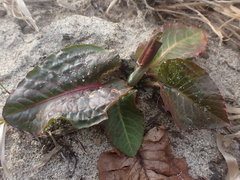 Rumex aquaticus
