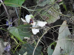 Rytidostylis gracilis