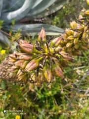 Puya aequatorialis