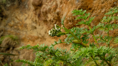 Anisotome lyallii