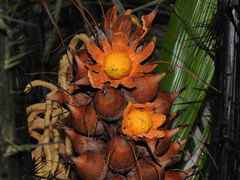 Astrocaryum paramaca