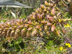 Puya aequatorialis