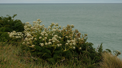 Anisotome lyallii