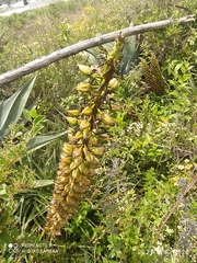 Puya aequatorialis