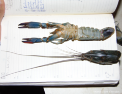 Cherax quadricarinatus