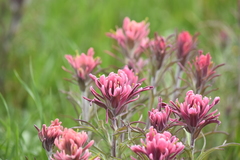 Castilleja purpurea