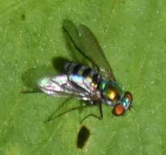 Condylostylus pruinosus