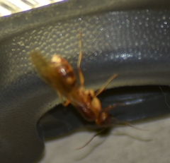 Camponotus zonatus