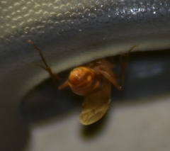Camponotus zonatus