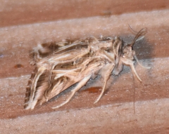 Spodoptera pulchella
