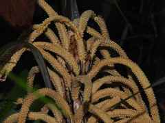 Astrocaryum paramaca