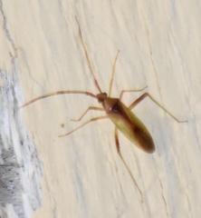 Creontiades rubrinervis