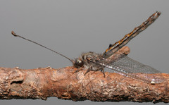 Ululodes quadripunctatus