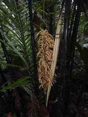 Astrocaryum paramaca