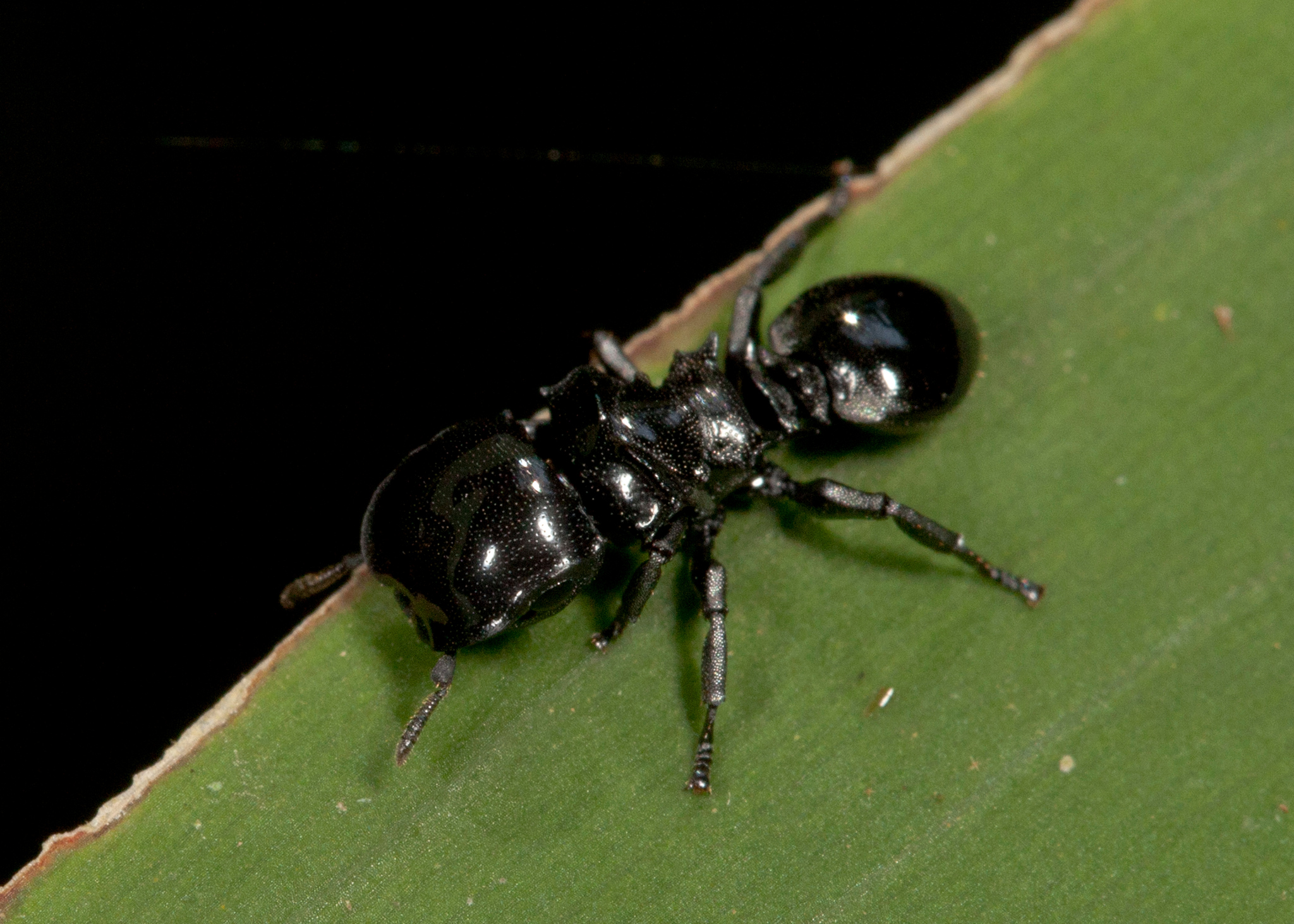 Cephalotes cordiventris
