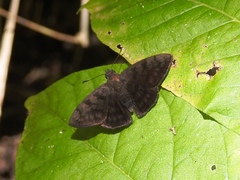 Pellicia