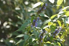 Salvia connivens