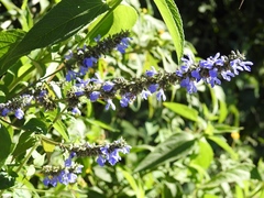 Salvia connivens