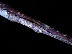 Caudasceles villosus