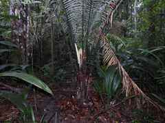 Astrocaryum paramaca