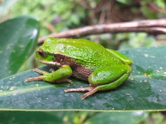 Gastrotheca