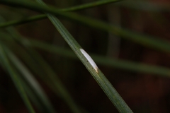 Chionaspis pinifoliae