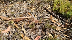 Eriochilus collinus collinus