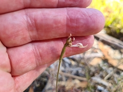 Eriochilus collinus collinus